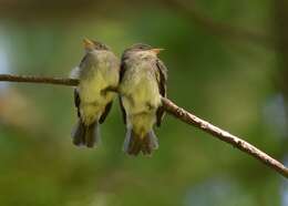 Image of Eastern Wood Pewee