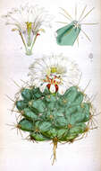 Image of Pima Pineapple Cactus