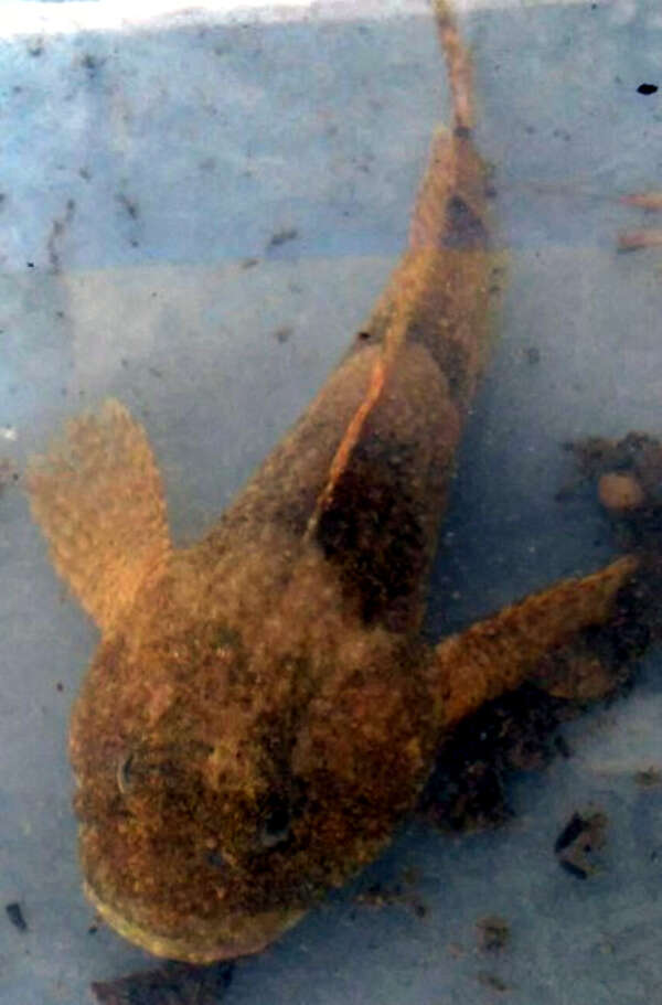 Image of Mottled Sculpin