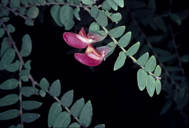 Sivun Bossiaea carinalis Benth. kuva
