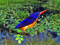 Image of Moluccan Dwarf Kingfisher
