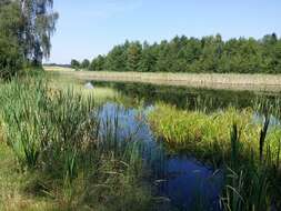 Image of Bladderwort