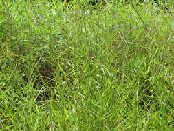 Image of limpograss