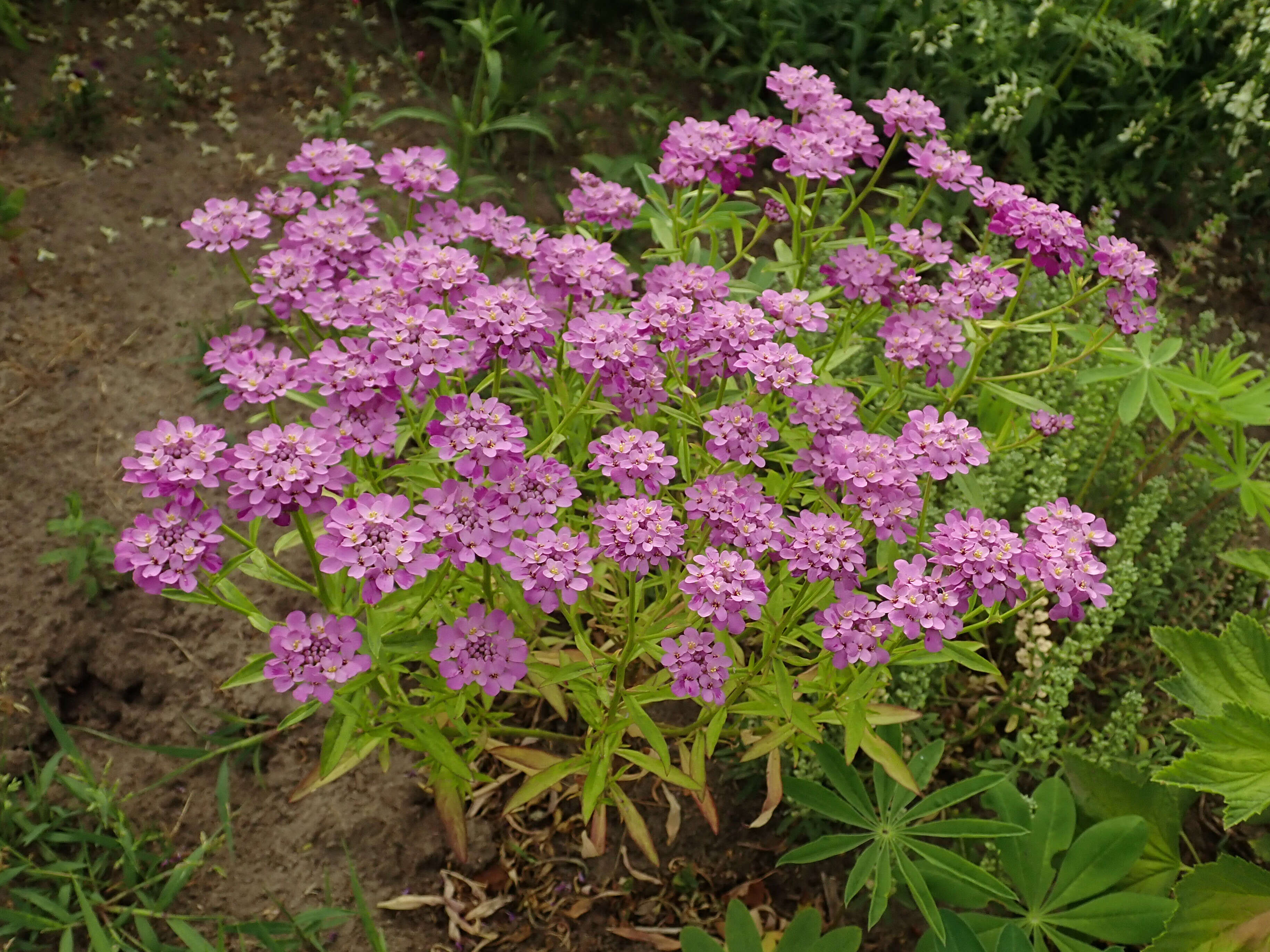 Plancia ëd Iberis umbellata L.