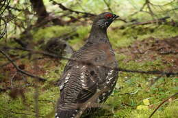 Image of Falcipennis Elliot & DG 1864