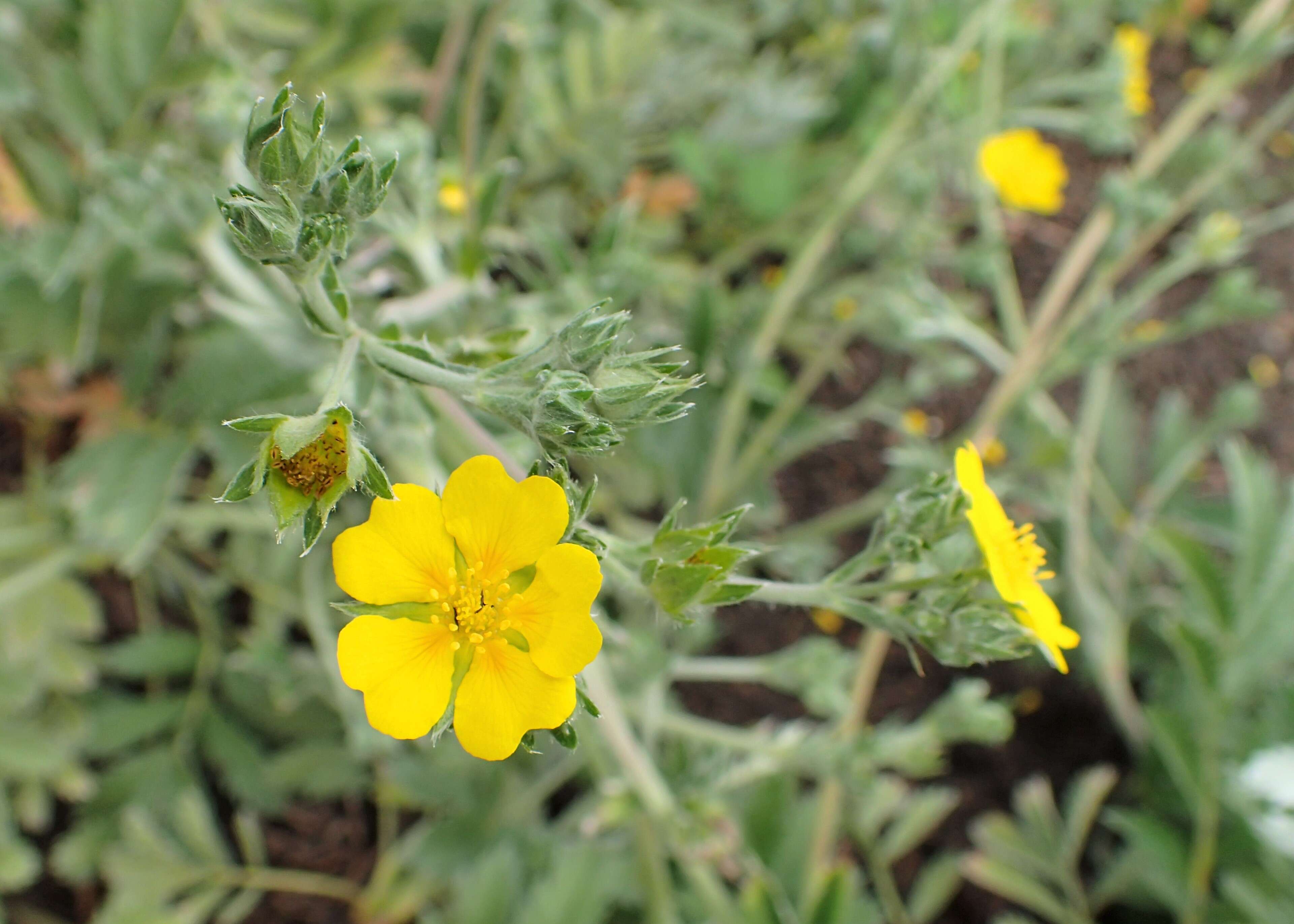 Image of woolly cinquefoil