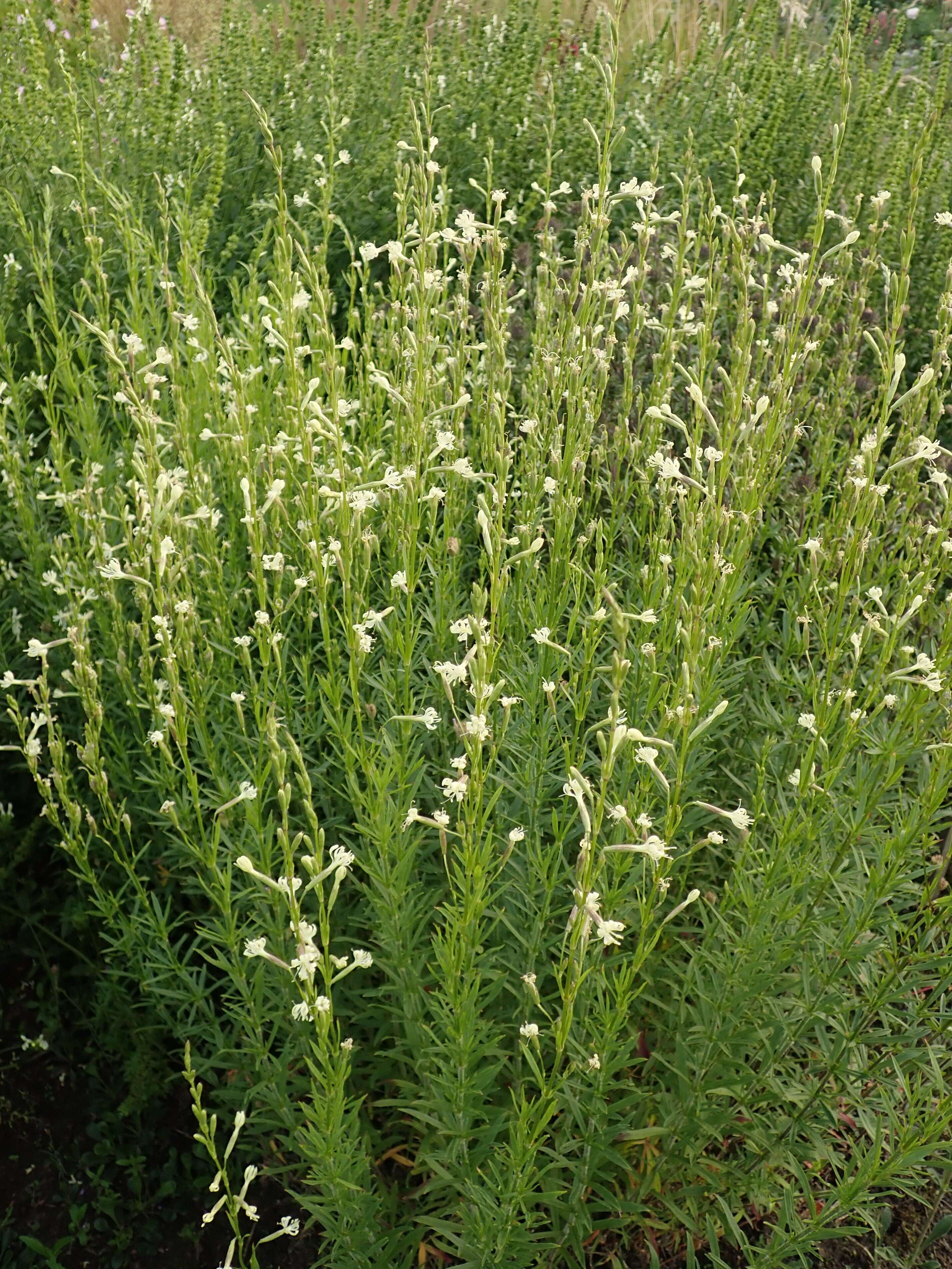 Image of Silene tatarica (L.) Pers.