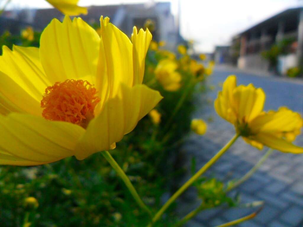 Image of sulphur cosmos