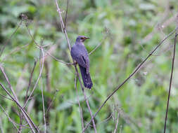 Image of Lesser Cuckoo