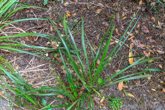 Image of Libertia ixioides (G. Forst.) Spreng.