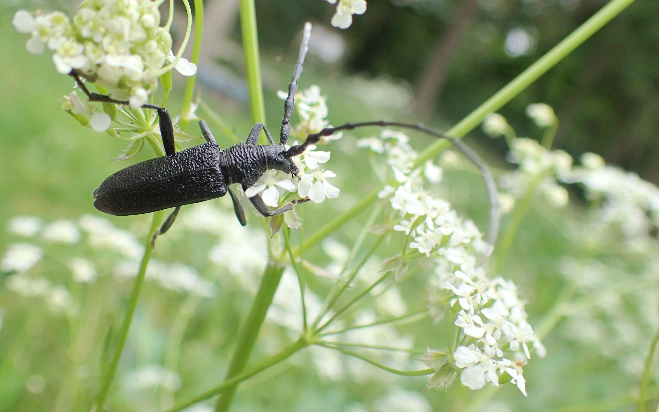 Image of capricorn beetle