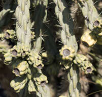 Image de Cylindropuntia imbricata (Haw.) F. M. Knuth