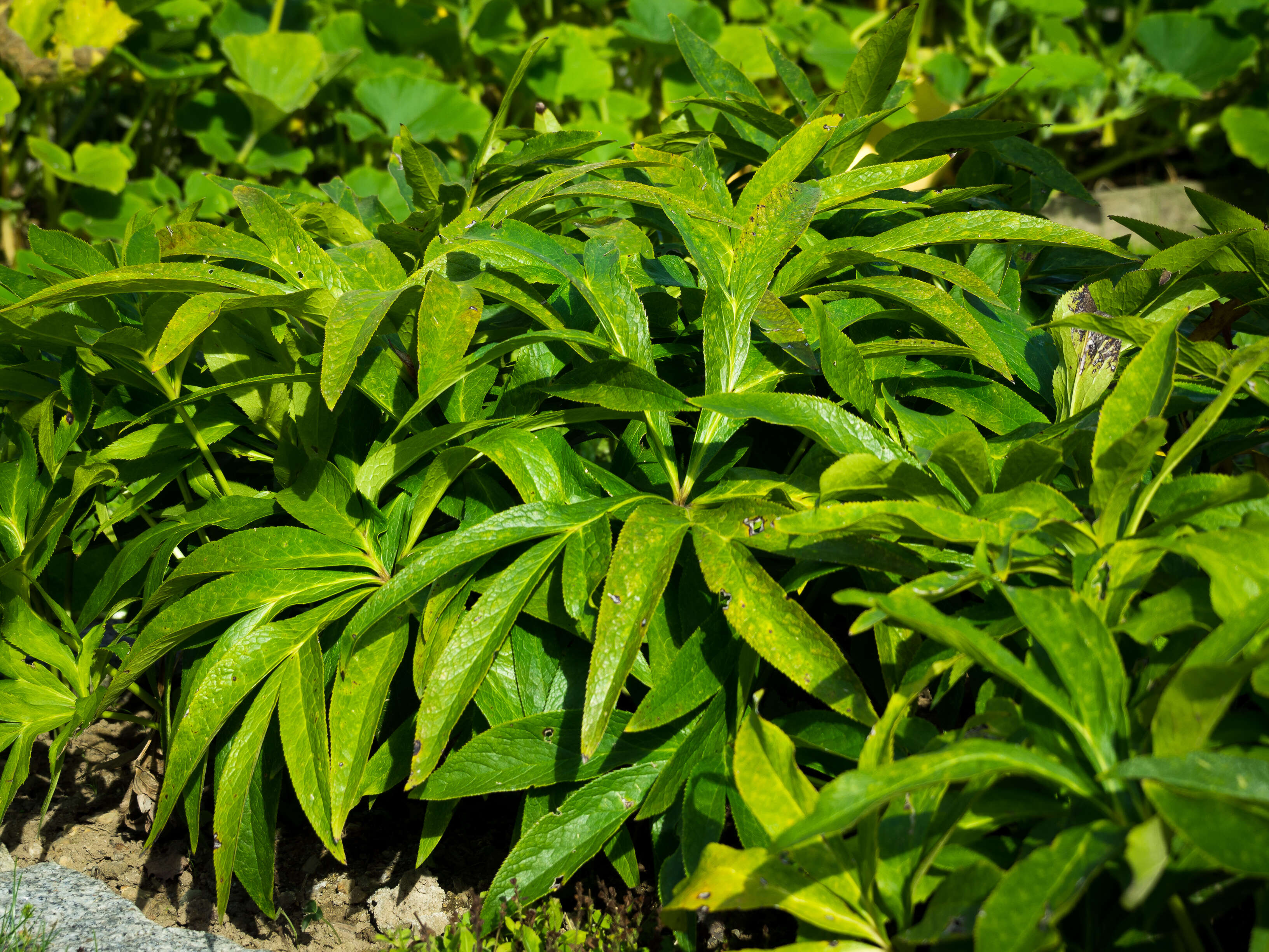 Imagem de Digitalis purpurea L.