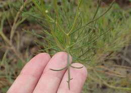 Image of Argyranthemum gracile Sch. Bip.