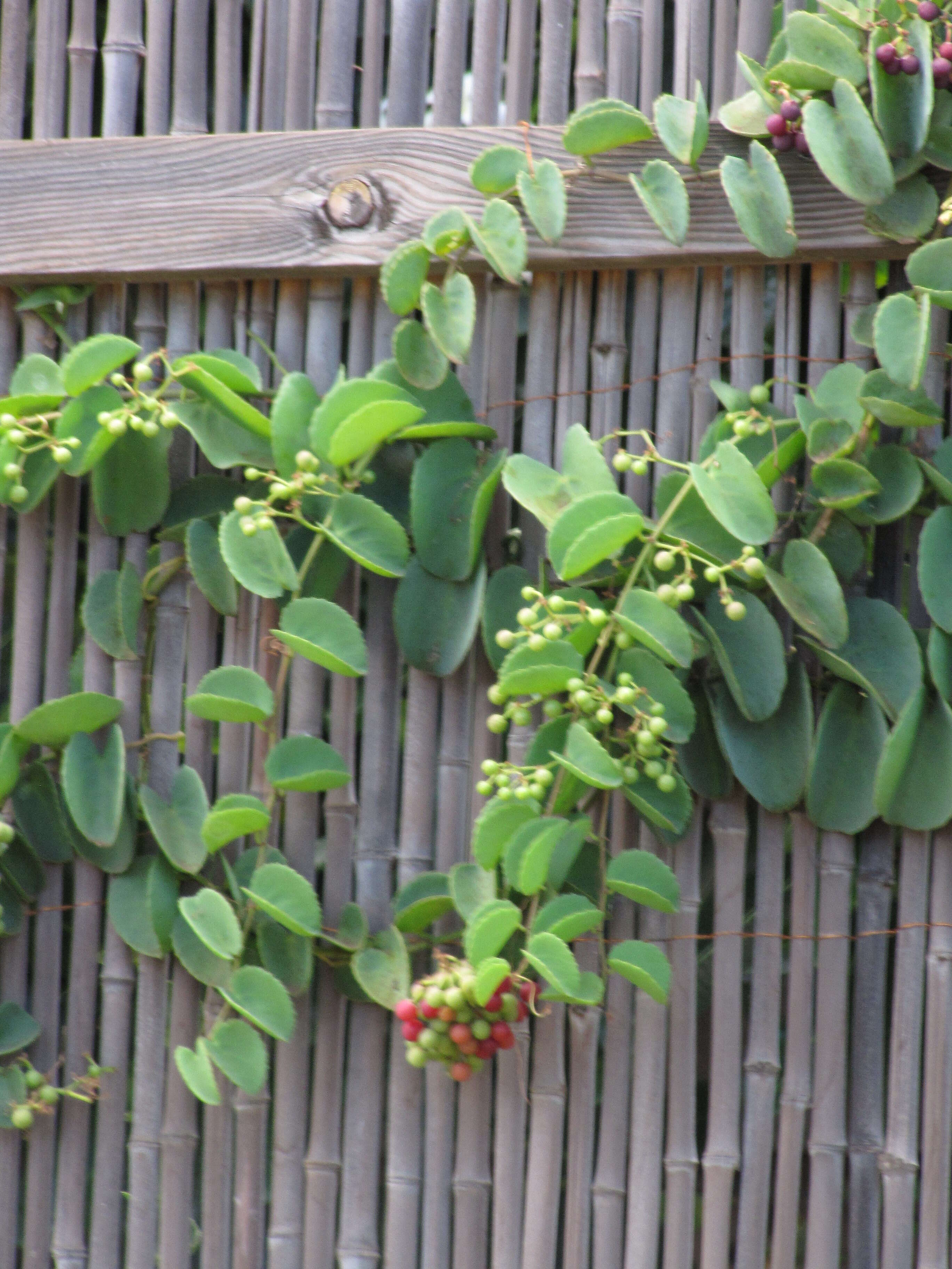 Image of Venezuelan treebine