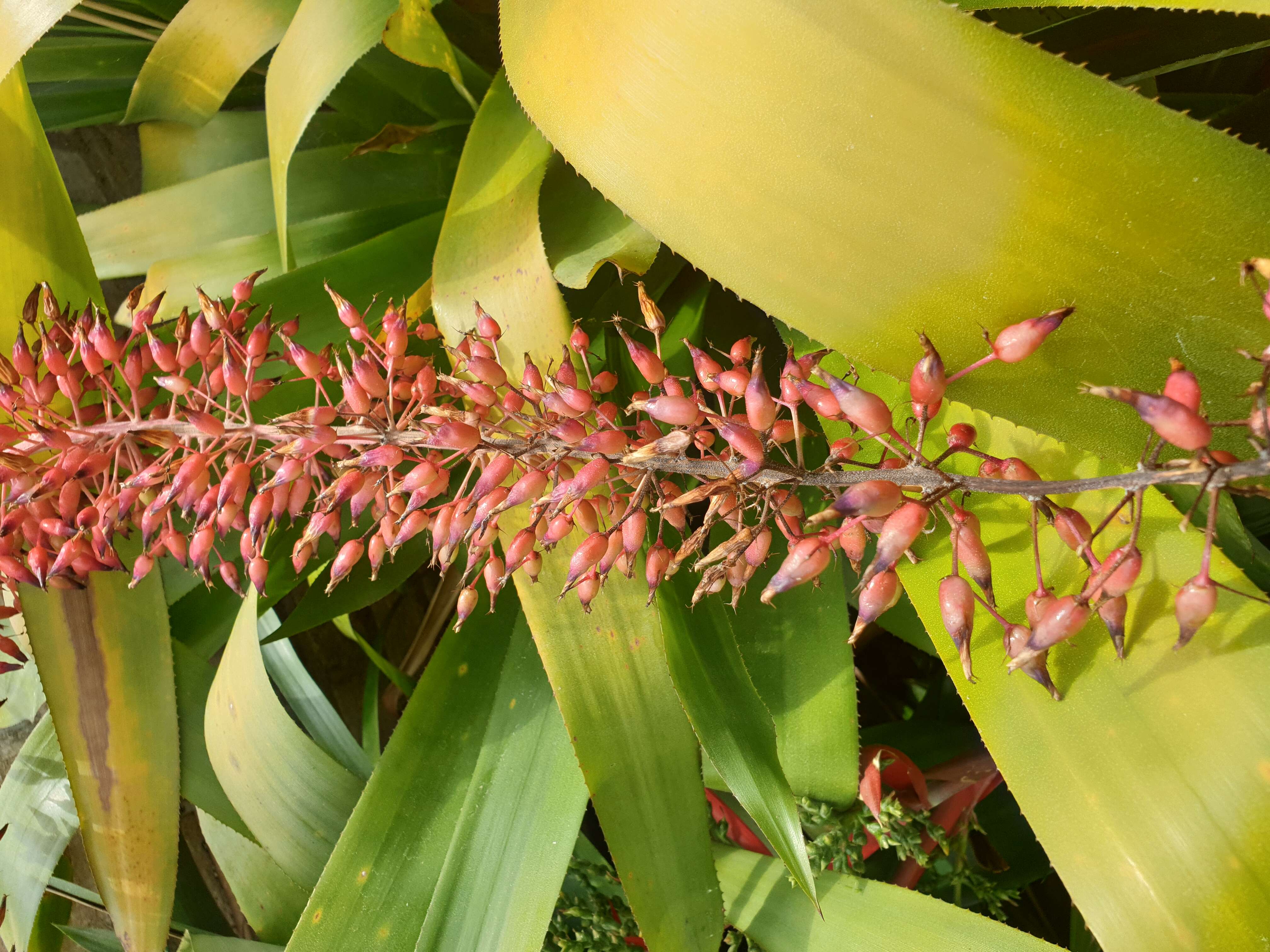 Image of Aechmea bracteata (Sw.) Griseb.