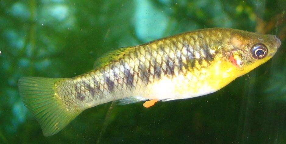 Image of Humpbacked limia