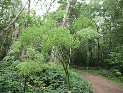 Image of wild angelica