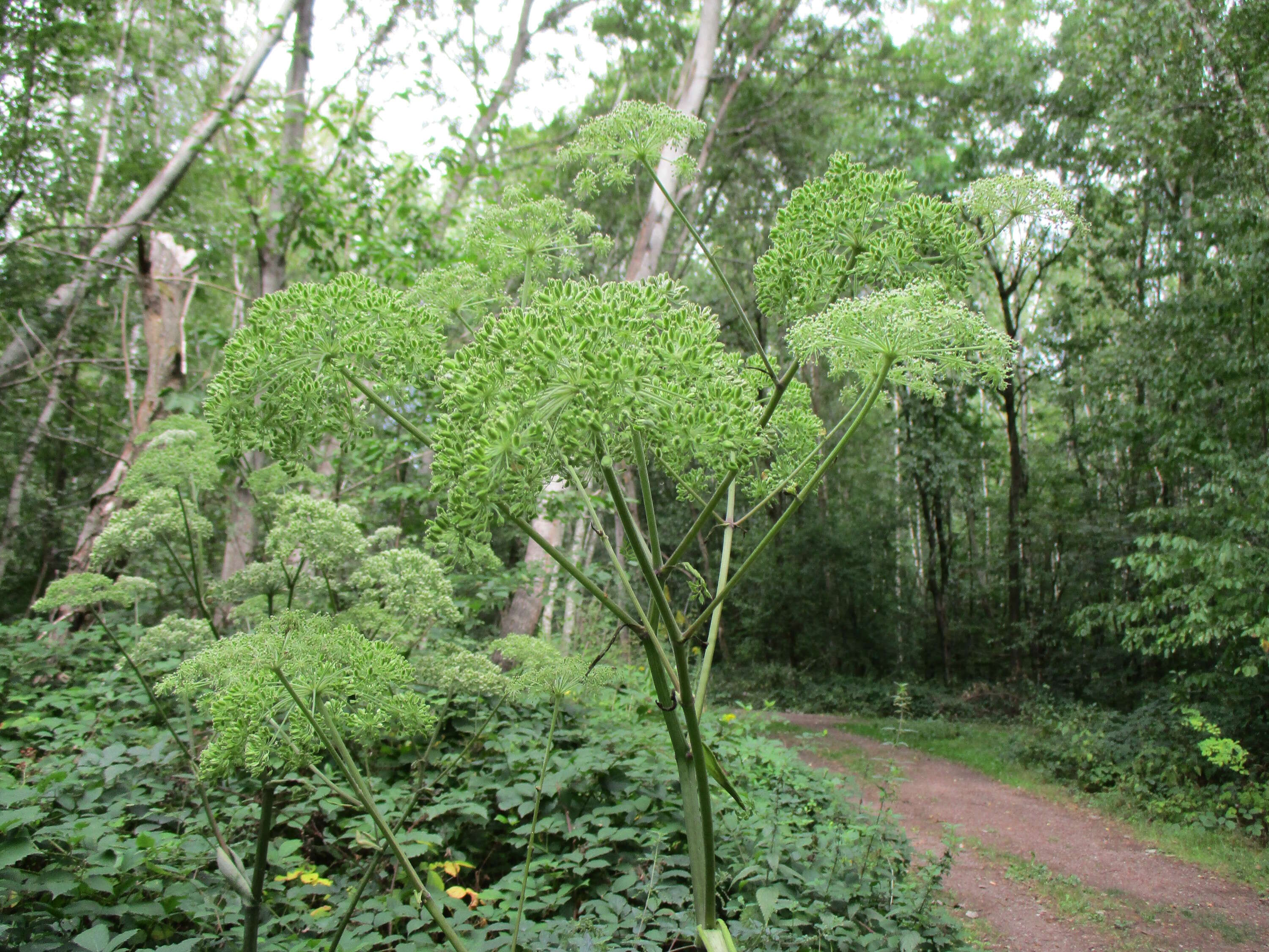 Image of wild angelica