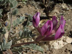 Image of Newberry's milkvetch