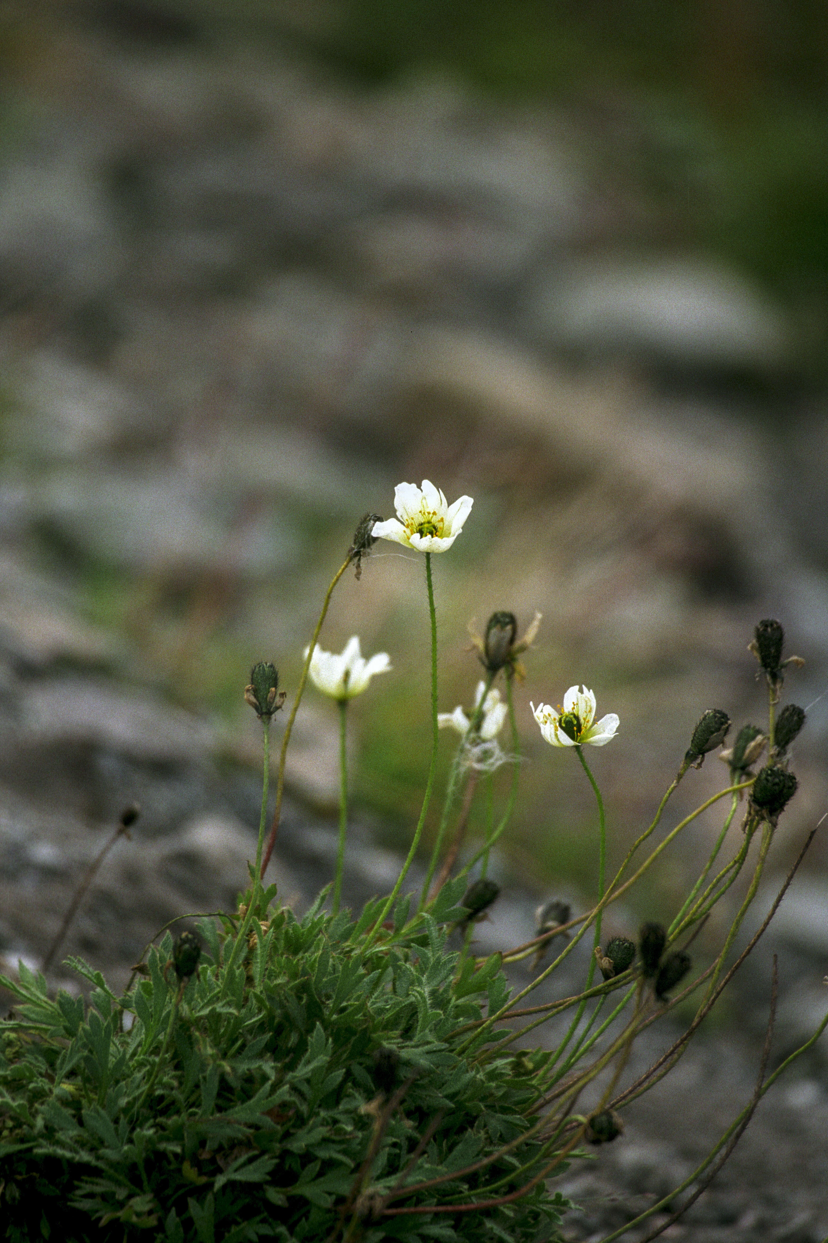 Imagem de Papaver radicatum subsp. polare Tolm.