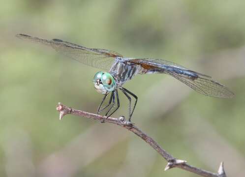 Image of Blue Dasher