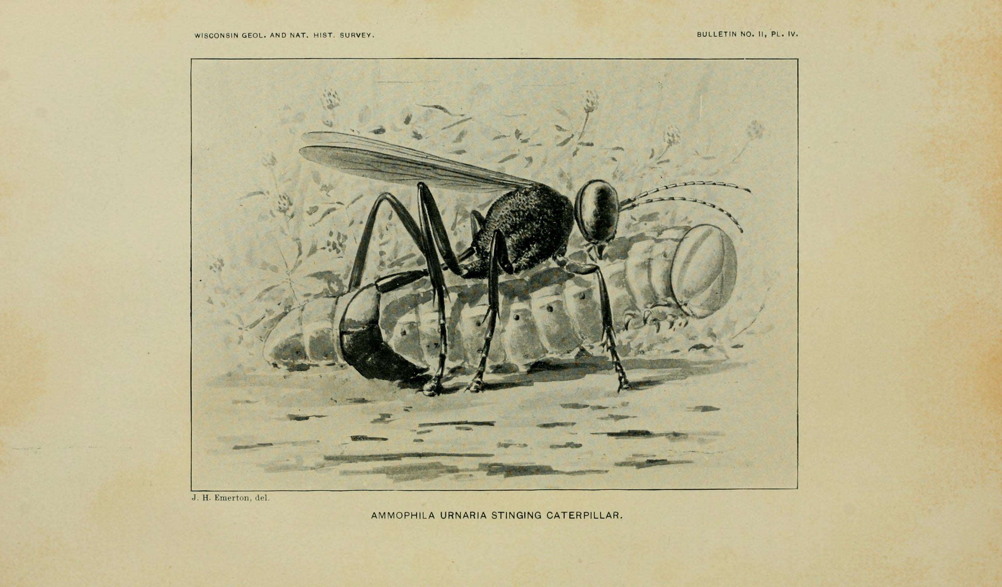 Image de Ammophila urnaria Dahlbom 1843