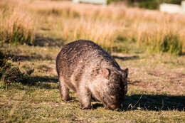 Image of Bare-nosed Wombats