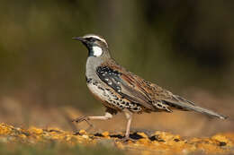 Image of Spotted Quail-thrush