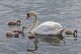 Image of Mute Swan