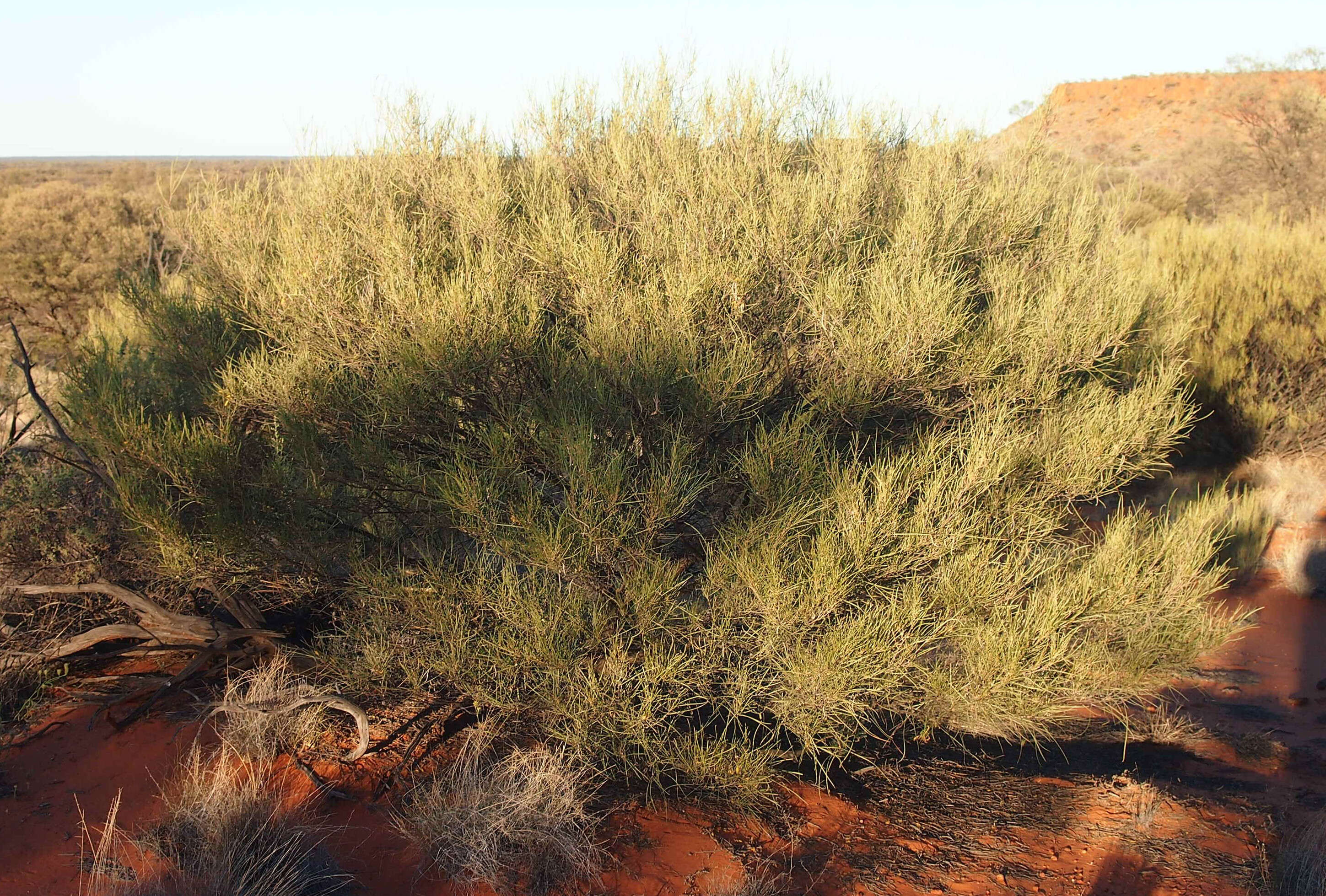 Image of Acacia ramulosa W. Fitzg.