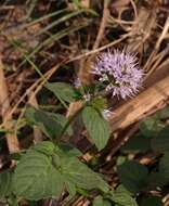 Image of Water Mint