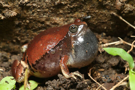 Image of Jerdon’s narrow-mouthed frog