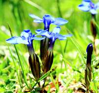 Plancia ëd Gentiana verna L.