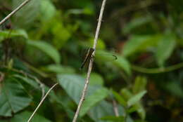 Image of Orthetrum luzonicum (Brauer 1868)