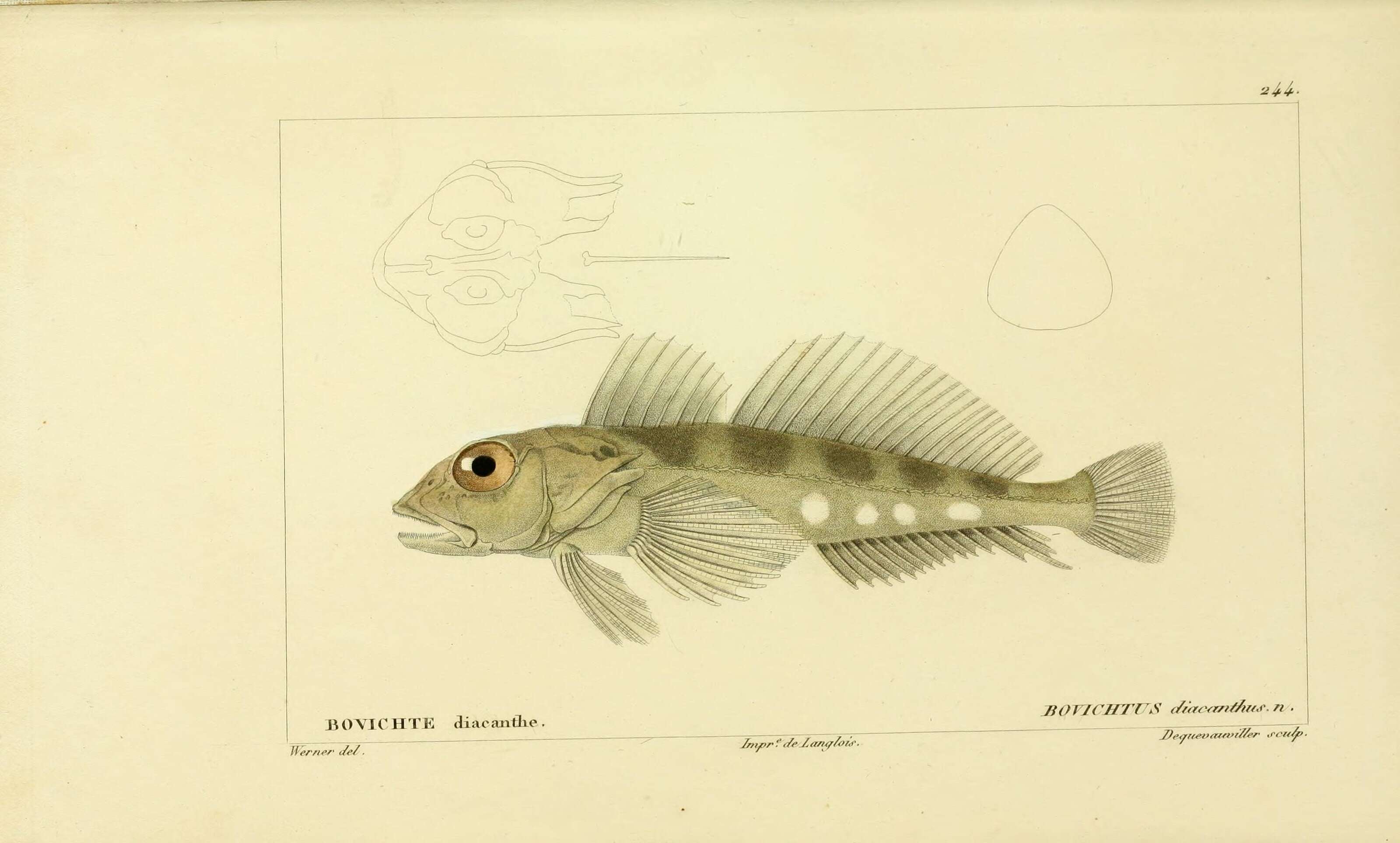 Plancia ëd Bovichtus diacanthus (Carmichael 1819)