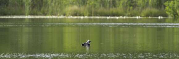 Image of Arctic Loon