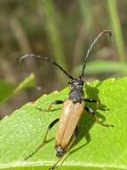 Image of Stictoleptura (Aredolpona) rubra (Linné 1758)