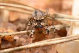 Image of paradise spiders