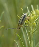 Imagem de Trirhabda nitidicollis J. L. Le Conte 1865