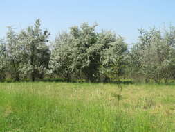 Image of Russian olive