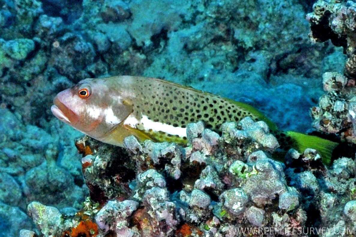 Image of Halfspotted Hawkfish