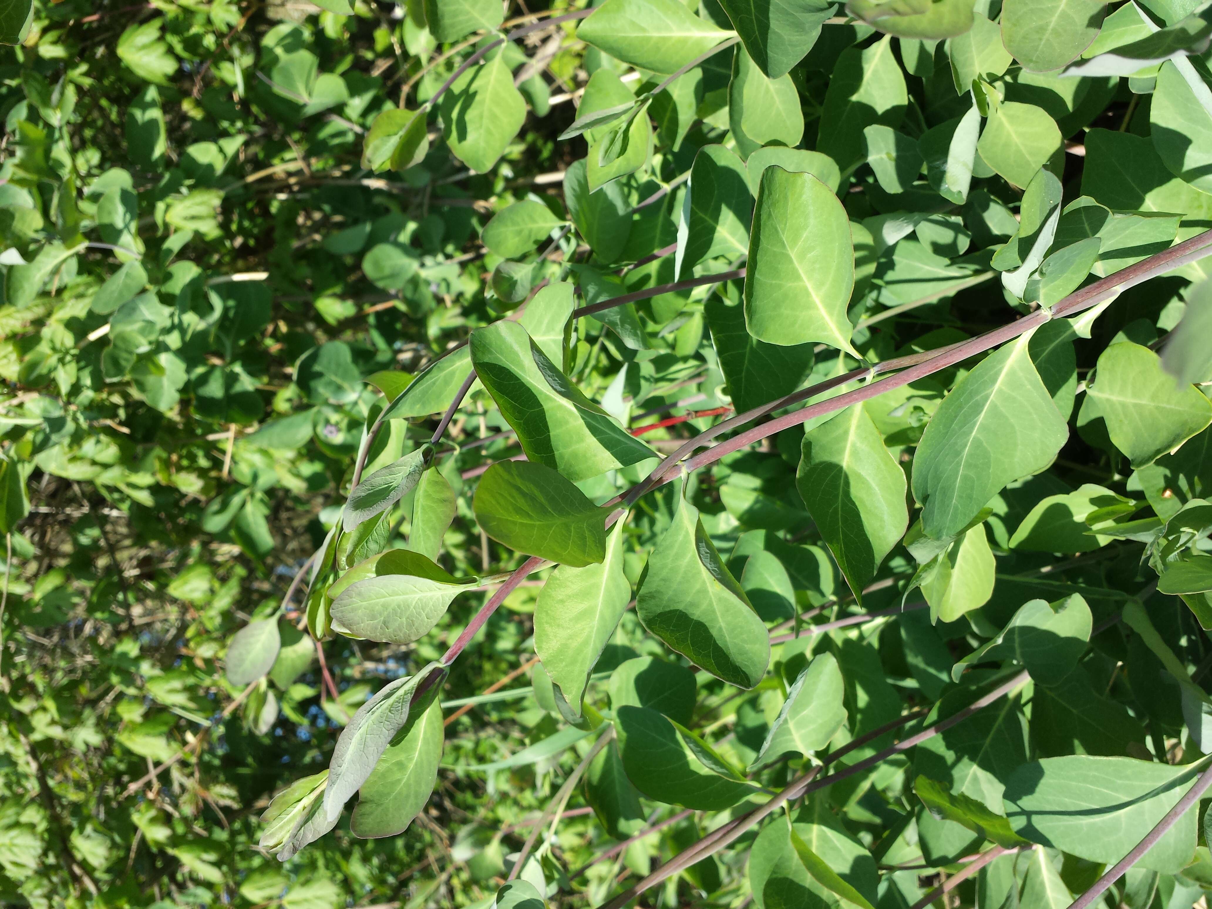 Image of Italian Honeysuckle