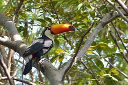 Image of Toco Toucan