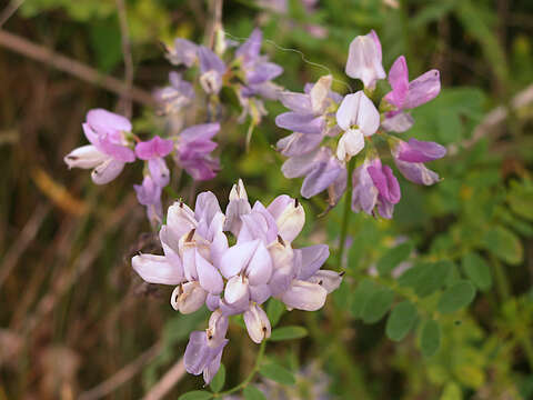 Image of crown vetch