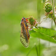 Image of Cicada