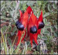 Plancia ëd Swainsona formosa (G. Don) J. Thompson