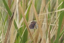 Image of Plebejus melissa