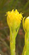 Image of Leucadendron olens I. Williams