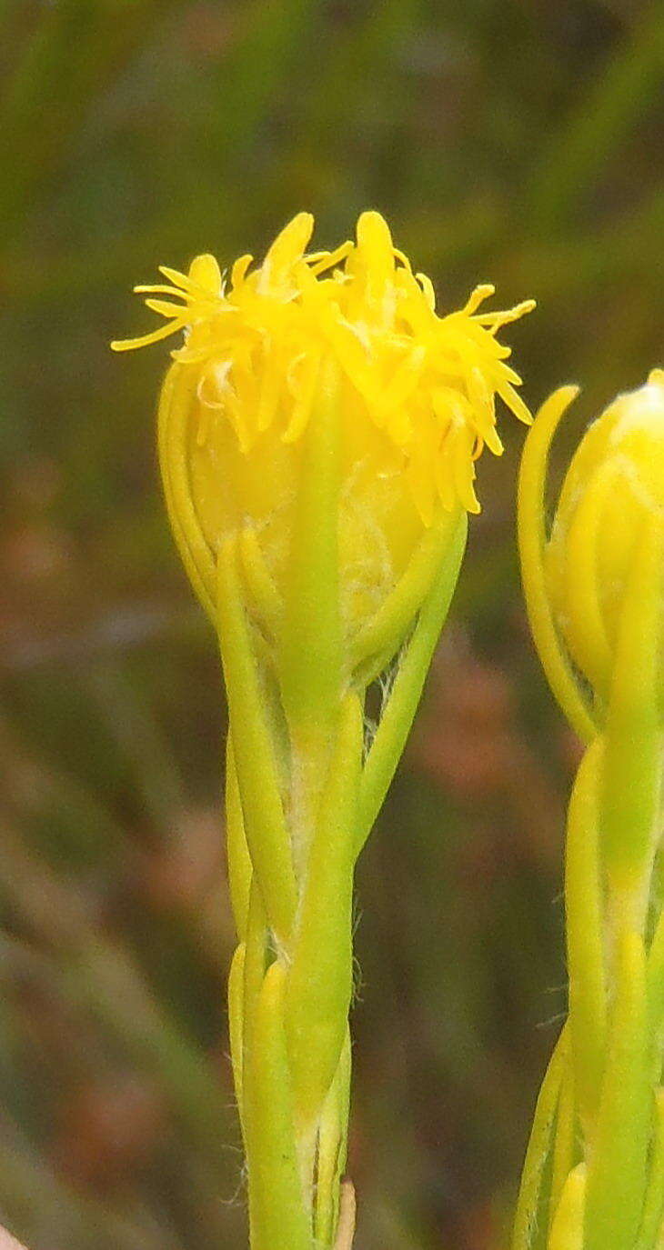 Image of Leucadendron olens I. Williams